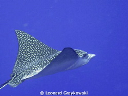 Eagle Ray visit in Bonaire. Shot with Canon G10. by Leonard Graykowski 